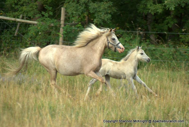 Apacheblu Ranch